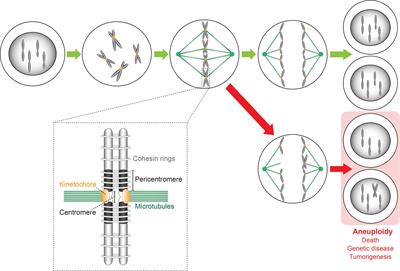 Centromere and Pericentromere Transcription: Roles and Regulation … in Sickness and in Health